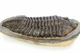 Rare, Calymenid (Pradoella) Trilobite - Jbel Kissane, Morocco #243631-3